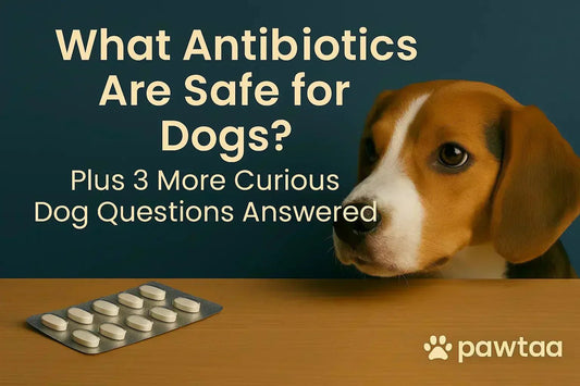 What Antibiotics Are Safe for Dogs? Plus 3 More Curious Dog Questions Answered - Pawtaa