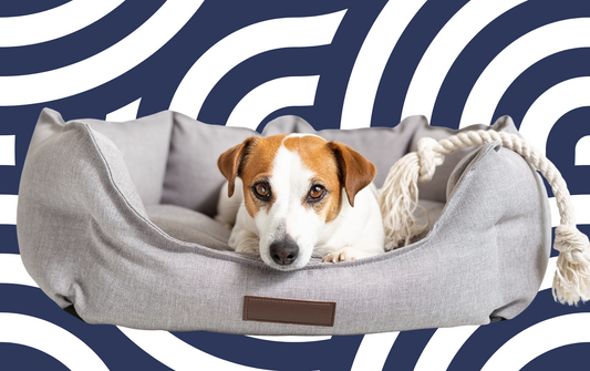 How to Choose the Perfect Dog Bed for Your Furry Friend !