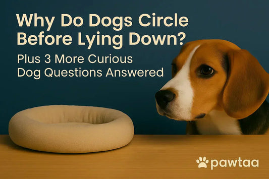 Why Do Dogs Circle Before Lying Down? Plus 3 More Curious Dog Questions Answered - Pawtaa