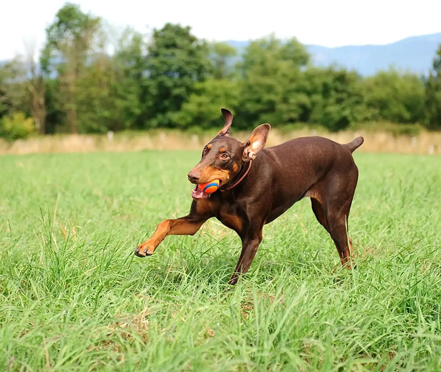 Chuckit Ultra Dog Ball - Durable, Waterproof, Non-Toxic Toy for Outdoor & Interactive Play