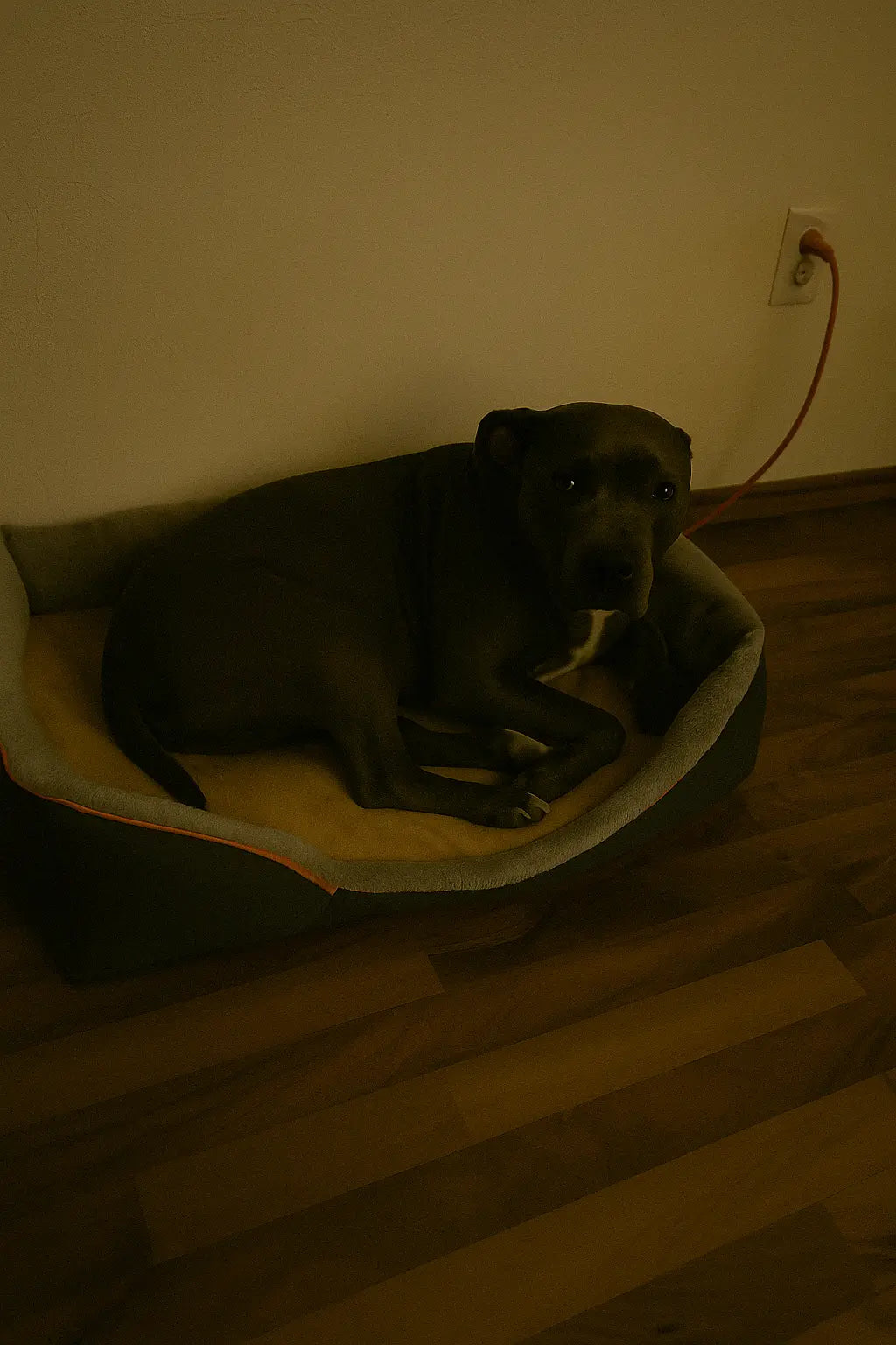 Black pit bull lying in a rectangular dog bed against a wall with a visible power outlet.